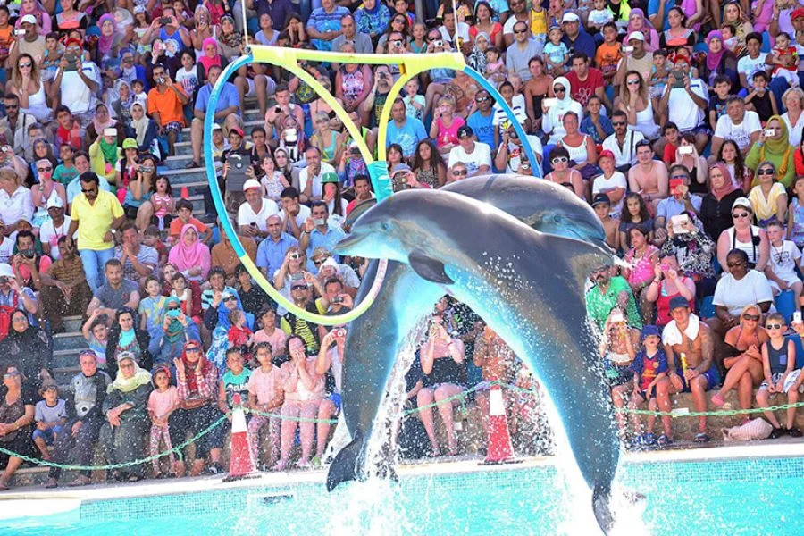 Дельфинарий в Хургаде