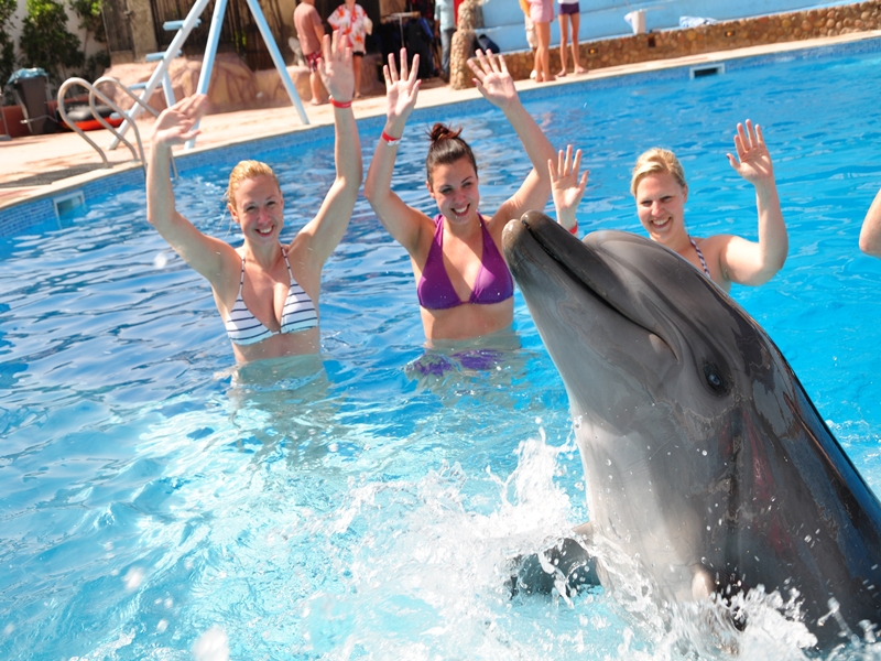 Купание с дельфинами в Шарме