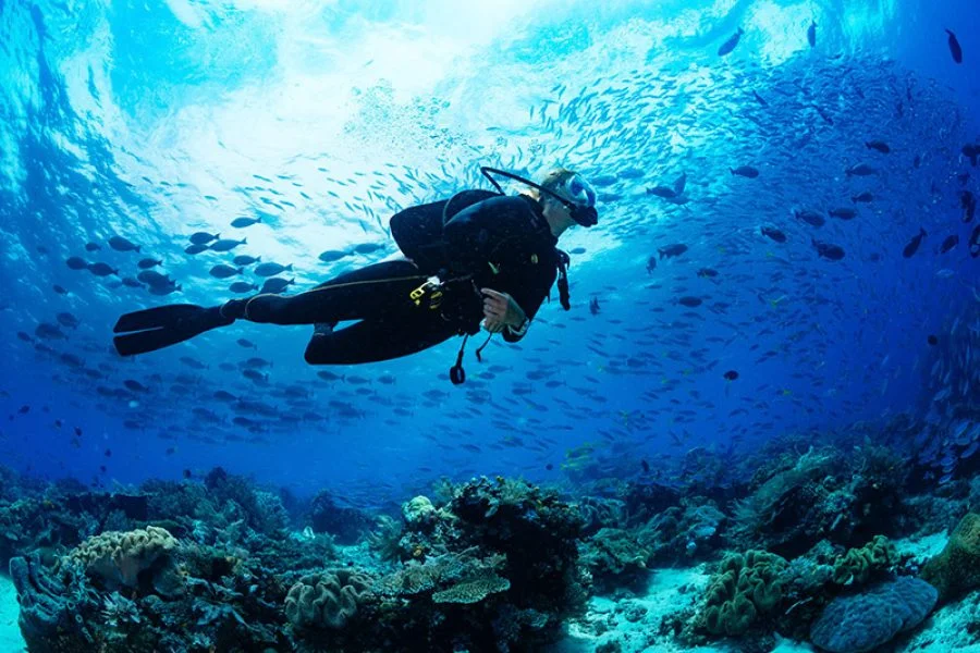 Diver 101 Scaled 1 Q9czvcqvxozbqb9evosk0p4kmbvk3zhmb8rbll19ps